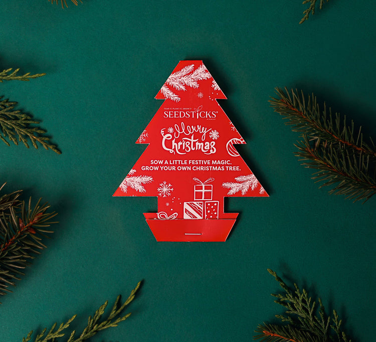 Grow Your Own Christmas Tree Seedsticks® | Norway Spruce Growing Kit - Ivy and Sol