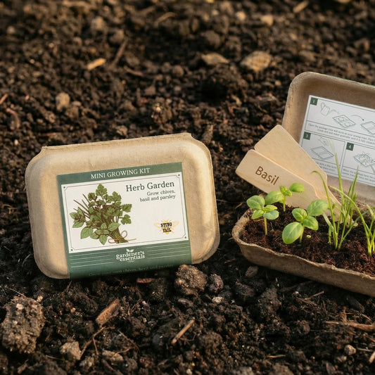 Herb growing kit with basil plants on a soil background