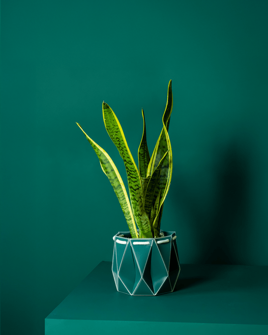 18cm Self-Watering Indoor Plant Pot in Dark Teal | Best Seller - Ivy and Sol