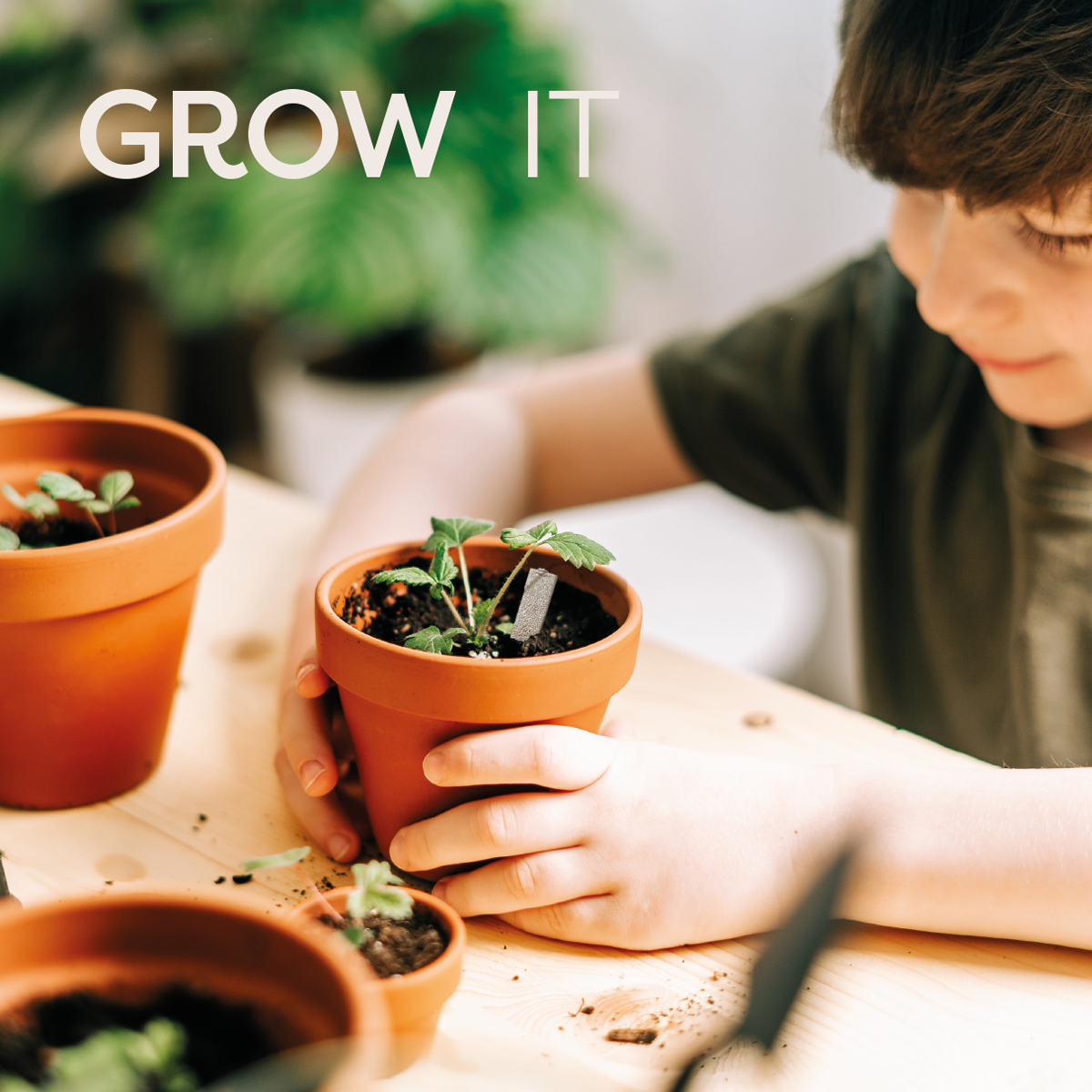 Grow Your Own Christmas Tree Seedsticks® | Norway Spruce Growing Kit