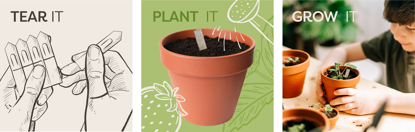 Grow Your Own Christmas Tree Seedsticks® | Norway Spruce Growing Kit